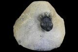 Bargain, Akantharges Mbareki Trilobite - Tinejdad, Morocco #138067-2